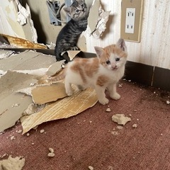猫ちゃん里親募集 - 里親募集