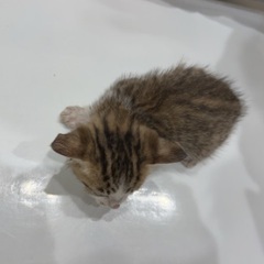子猫の里親募集 - 猫