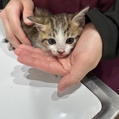 子猫の里親募集 - 熊本市