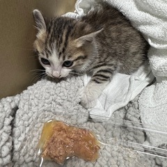 子猫の里親募集 − 熊本県