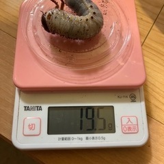 ヘラクレス幼虫の画像