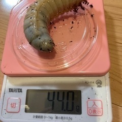 ヘラクレス幼虫の画像
