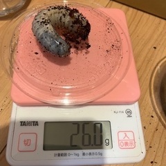 ヘラクレス幼虫の画像