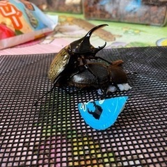 ヘラクレス幼虫の画像