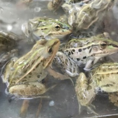 トノサマガエル　カエル　雄雌　4cm〜　観賞.研究用