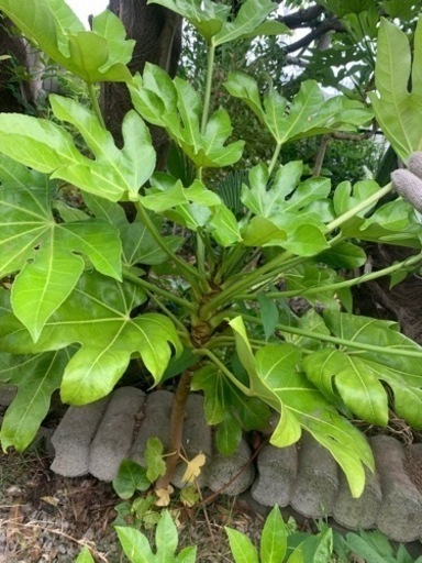 1本