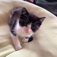 ★里親様✨募集致します★のりしろ