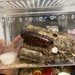 マダガスカルゴキブリペア