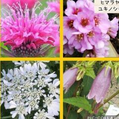 お約束♡花苗販売　第2弾
