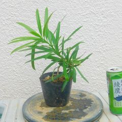 盆栽素材イヌマキー１