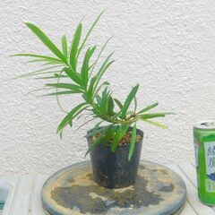 盆栽素材イヌマキー１の画像