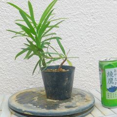 盆栽素材イヌマキー１の画像