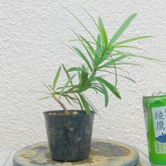盆栽素材イヌマキー１の画像