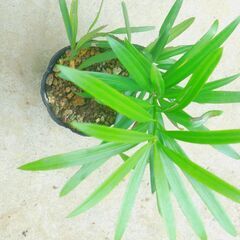 盆栽素材イヌマキー１の画像