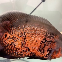 オスカー　熱帯魚　2匹