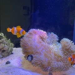 海水魚飼ってる方