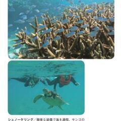 奄美大島でシュノーケリングとマングローブカヌーのガイド及びグラスボート操縦士のスタッフ募集の画像