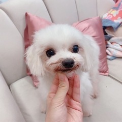 マルチーズの女の子　推定6歳