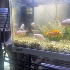 金魚の画像