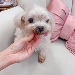 マルチーズ　推定10歳