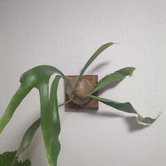 観葉植物　🥹🌱