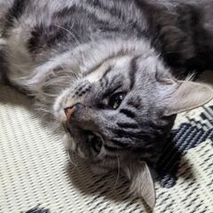 迷い猫ちゃん保護しています🐱