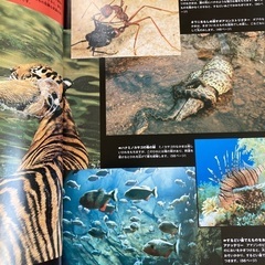 世界の危険生物の画像