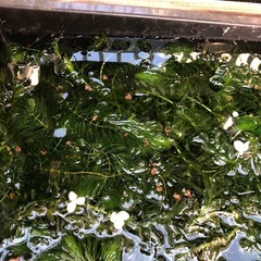 無農薬水草　アカナリス　マツモ　差し上げます