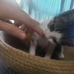 子猫の新しい家族になってくださる方