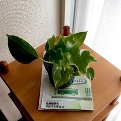 観葉植物　グリーン　苗　ポトス、アイビー（ヘデラ）　の寄せ植え　...