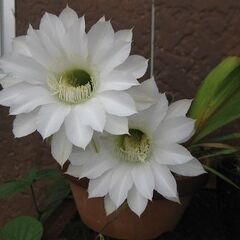 多肉植物　丸サボテン　花盛丸　カキコ5個　エキノプシス属　白い大きな花