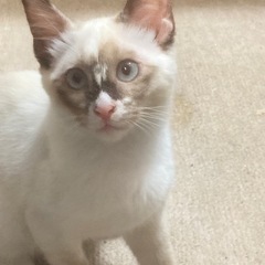 5ヵ月野女の子 - 猫