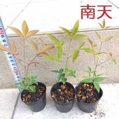 南天の苗 ナンテン 赤実 実生苗2年生 1ポット　縁起物