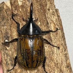 小さく羽化したヘラクレスオオカブトの画像
