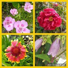 お取引終了♡お花の苗　今は紫陽花の株も