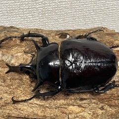 角が曲がったマルスゾウカブト　カブトムシ