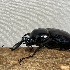 角が曲がったマルスゾウカブト　カブトムシの画像