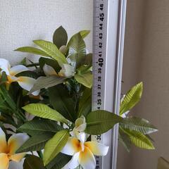☆フェイクプルメリア☆光触媒空気清浄の画像