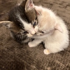 離乳しました。 - 猫