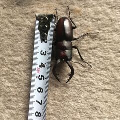 ノコギリクワガタ　ペアの画像