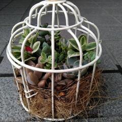 ✢多肉植物✢　寄せ植え　0531の画像