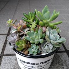 ✢多肉植物✢　寄せ植え　0531の画像