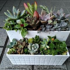 ✢多肉植物✢　寄せ植え　0531の画像