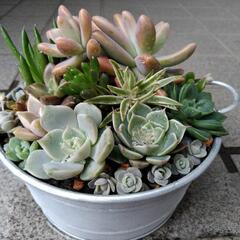 ✢多肉植物✢　寄せ植え　0531の画像