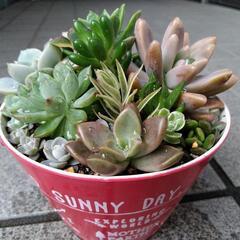 ✢多肉植物✢　寄せ植え　0531