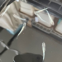 ブルースターダストメダカ