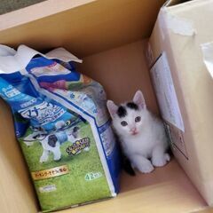 生後1ヶ月位の男の子  シロクロおにぎりくん