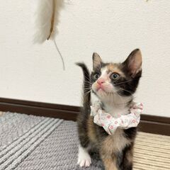 丸顔がカワイイ三毛ちゃん
