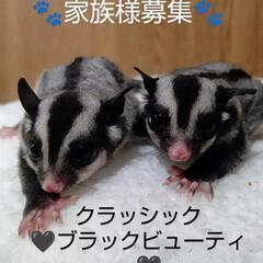 🐾家族様募集中🐾フクロモモンガ販売🖤ブラックビューティー🖤の画像