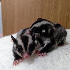 🐾家族様募集中🐾フクロモモンガ販売🖤ブラックビューティー🖤 - 大阪市